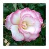 Handel' Climber Rose - 5.5L Pot | Hardy Ornamental Shrub for Gardens -September Plants Shop PL11142 main image 358d