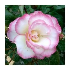 Handel' Climber Rose - 5.5L Pot | Hardy Ornamental Shrub for Gardens