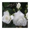 Climbing Iceberg' Climber Rose - 5.5L Pot | Hardy Climbing Plant for Gardens -September Plants Shop PL11144 main image 2683