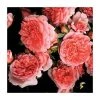 Times Past' Climber Rose - 5.5L Pot | Hardy Ornamental Shrub for Gardens -September Plants Shop PL11151 main image bbb8