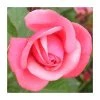 Pink Perpetue' Climber Rose - 5.5L Pot | Hardy Ornamental Shrub for Gardens -September Plants Shop PL11153 main image 6087