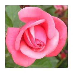 Pink Perpetue' Climber Rose - 5.5L Pot | Hardy Ornamental Shrub for Gardens
