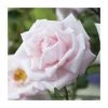 New Dawn' Climber Rose - 5.5L Pot | Fragrant Climbing Plant for Gardens -September Plants Shop PL11154 main image 6787