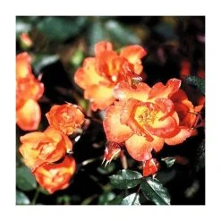 Warm Welcome' Climber Rose - 5.5L Pot | Fragrant Climbing Rose Plant for Gardens