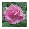 Zephirine Drouhin' Climbing Rose - 5.5L Pot | Fragrant Climber for Gardens -September Plants Shop PL11156 main image be8b