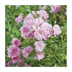 Super Fairy' Rambler Rose - 5.5L Pot | Hardy Ornamental Shrub for Gardens -September Plants Shop PL11165 add image 1 94aa