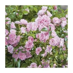 Super Fairy' Rambler Rose - 5.5L Pot | Hardy Ornamental Shrub for Gardens -September Plants Shop PL11165 add image 2 c3eb
