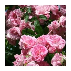 Super Fairy' Rambler Rose - 5.5L Pot | Hardy Ornamental Shrub for Gardens