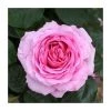 Mum In A Million Bush Rose - 5.5L Pot | Beautiful Ornamental Shrub for Gardens