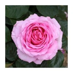 Mum In A Million Bush Rose - 5.5L Pot | Beautiful Ornamental Shrub for Gardens