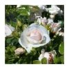 Special Child' Bush Rose - 5.5L Pot | Hardy Rose Bushes for Gardens -September Plants Shop PL11273 main image 4f52