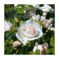 Special Child' Bush Rose - 5.5L Pot | Hardy Rose Bushes for Gardens