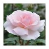 A Whiter Shade Of Pale' Bush Rose - 5.5L Pot | Premium Ornamental Shrub