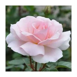 A Whiter Shade Of Pale' Bush Rose - 5.5L Pot | Premium Ornamental Shrub