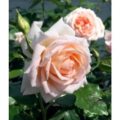 Chandos Beauty Hybrid Tea Rose - Elegant Ornamental Shrub for Gardens 9 Chandos Beauty Hybrid Tea Rose - Elegant Ornamental Shrub for Gardens -September Plants Shop PL11277 add image 1 ea1c