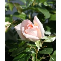Chandos Beauty Hybrid Tea Rose - Elegant Ornamental Shrub for Gardens 10 Chandos Beauty Hybrid Tea Rose - Elegant Ornamental Shrub for Gardens -September Plants Shop PL11277 add image 2 e44c