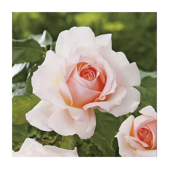Chandos Beauty Hybrid Tea Rose - Elegant Ornamental Shrub for Gardens 7 Chandos Beauty Hybrid Tea Rose - Elegant Ornamental Shrub for Gardens - Image 5