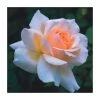 Chandos Beauty Hybrid Tea Rose - Elegant Ornamental Shrub for Gardens