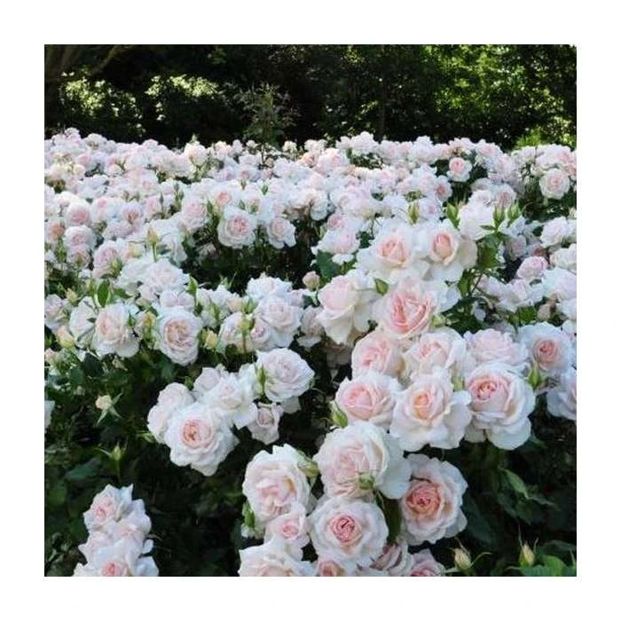 Chandos Beauty Hybrid Tea Rose - Elegant Ornamental Shrub for Gardens 4 Chandos Beauty Hybrid Tea Rose - Elegant Ornamental Shrub for Gardens - Image 2