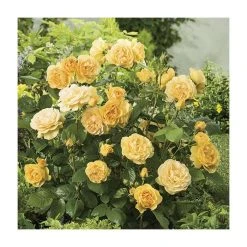 'Absolutely Fabulous' Bush Rose - 4L Pot | Vibrant Ornamental Shrub for Gardens -September Plants Shop PL11282 add image 1 0e10