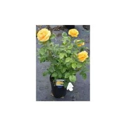 'Absolutely Fabulous' Bush Rose - 4L Pot | Vibrant Ornamental Shrub for Gardens -September Plants Shop PL11282 add image 2 231f