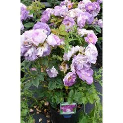 Blue For You Bush Rose - 5.5L Pot | Fragrant Rose Bush for Gardens -September Plants Shop PL11283 add image 1 339b