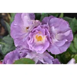 Blue For You Bush Rose - 5.5L Pot | Fragrant Rose Bush for Gardens -September Plants Shop PL11283 add image 2 6f29