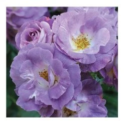 Blue For You Bush Rose - 5.5L Pot | Fragrant Rose Bush for Gardens