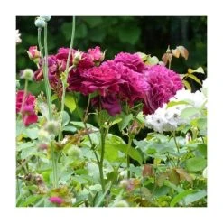 Burgundy Ice Bush Rose - 4L Pot | Vibrant Ornamental Shrub for Gardens -September Plants Shop PL11284 add image 1 fce7