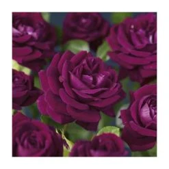 Burgundy Ice Bush Rose - 4L Pot | Vibrant Ornamental Shrub for Gardens -September Plants Shop PL11284 add image 2 f566