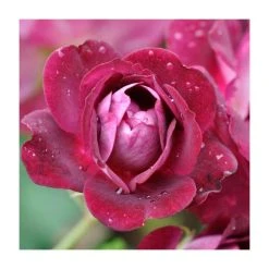 Burgundy Ice Bush Rose - 4L Pot | Vibrant Ornamental Shrub for Gardens