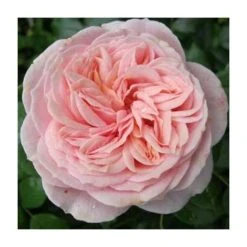 Joie de Vivre' Bush Rose - 5.5L Pot | Fragrant Garden Rose Bush | Easy to Grow