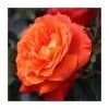 Super Trouper Bush Rose - 4L Pot | Vibrant Ornamental Shrub for Gardens -September Plants Shop PL11290 main image 47cb