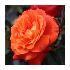Super Trouper Bush Rose - 4L Pot | Vibrant Ornamental Shrub for Gardens