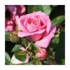 Carefree Days' Patio Rose - 5.5L Pot | Beautiful Ornamental Shrub for Gardens & Patios -September Plants Shop PL11291 main image e7a1