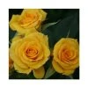 Flower Power Gold' Patio Rose - 5.5L Pot | Vibrant Ornamental Shrub for Gardens & Patios -September Plants Shop PL11292 main image 8f77