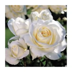 White Patio Rose - 5.5L Pot | Beautiful Ornamental Shrub for Gardens