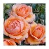 Lady Marmalade Bush Rose - 5.5L Pot | Fragrant Climbing Rose Plant -September Plants Shop PL11366 main image f4b0