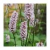 Large Red Bistort Persicaria bistorta - 3L Pot | Marginal Pond Plant for Vibrant Water Gardens