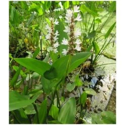 Large White Pickerel Weed Pontederia cordata 'Alba' - 3L Pot | Pond Plants for Water Gardens