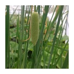 Large Graceful Cattail Typha laxmanii - 3L Pot | Marginal Pond Plants for Water Gardens