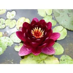 Extra Large Water Lily 'Black Princess' - Nymphaea 'Black Princess' - 30L Pot | Pond Plants & Water Lilies -September Plants Shop PL1235 add image 1 70d4