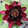 Extra Large Water Lily 'Black Princess' - Nymphaea 'Black Princess' - 30L Pot | Pond Plants & Water Lilies -September Plants Shop PL1235 main image 14f1