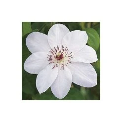 50-90cm Clematis 'Miss Bateman' - 3L Pot | Climbing Plants for Gardens -September Plants Shop PL13621 add image 2 91d1