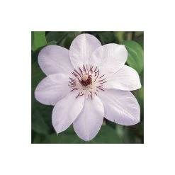 50-90cm Clematis 'Miss Bateman' - 3L Pot | Climbing Plants for Gardens -September Plants Shop PL13621 add image 3 0a81