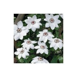 50-90cm Clematis 'Miss Bateman' - 3L Pot | Climbing Plants for Gardens