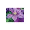 Clematis 'Dazzle' - 2.5L Pot | Vibrant Climbing Plant for Gardens 2 Clematis 'Dazzle' - 2.5L Pot | Vibrant Climbing Plant for Gardens -September Plants Shop PL13625 main image d57f