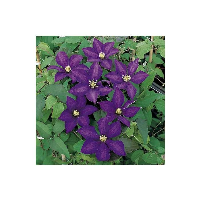 50-90cm Clematis 'Daniel Deronda' - 3L Pot | Premium Climbing Plant for Gardens 4 50-90cm Clematis 'Daniel Deronda' - 3L Pot | Premium Climbing Plant for Gardens - Image 2