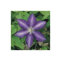 50-90cm Clematis 'Daniel Deronda' - 3L Pot | Premium Climbing Plant for Gardens 9 50-90cm Clematis 'Daniel Deronda' - 3L Pot | Premium Climbing Plant for Gardens -September Plants Shop PL13628 add image 2 a5e2