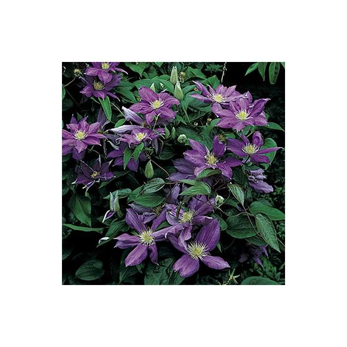 50-90cm Clematis 'Daniel Deronda' - 3L Pot | Premium Climbing Plant for Gardens 6 50-90cm Clematis 'Daniel Deronda' - 3L Pot | Premium Climbing Plant for Gardens - Image 4